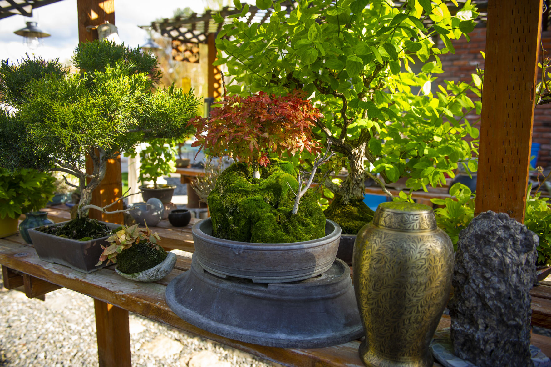 Pat Spencer's Bonsai Garden
